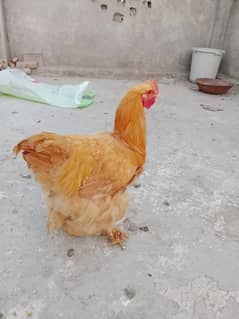 golden buff male for sale