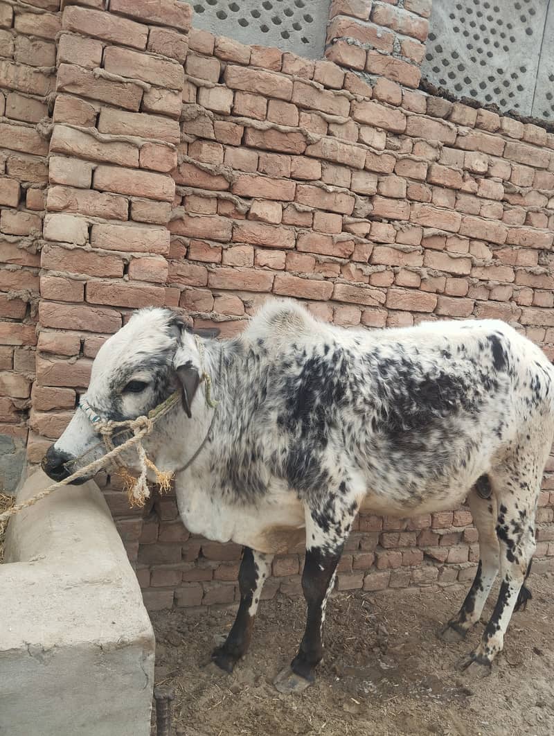 Cholistani Bull 0