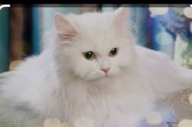 punch face Persian cat Male