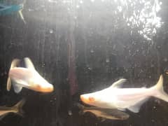 White Albino Shark and naja shark for sale 6 inch+ inch size all