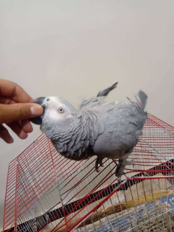 African Gray parrot 0