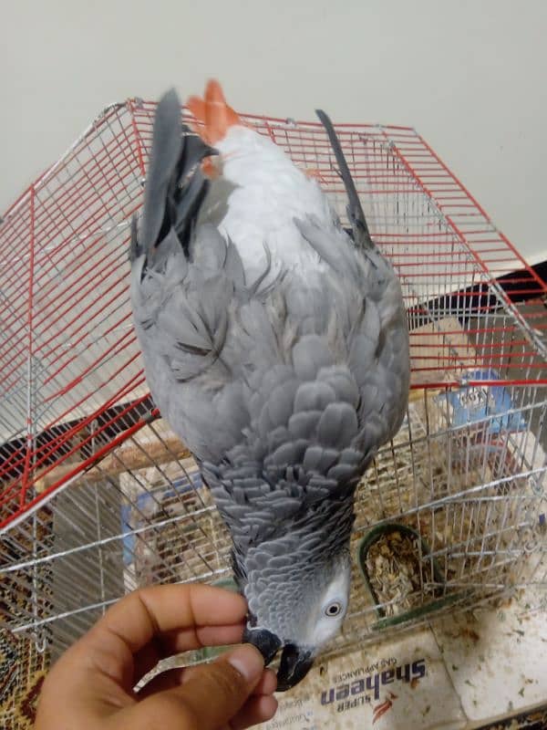 African Gray parrot 1