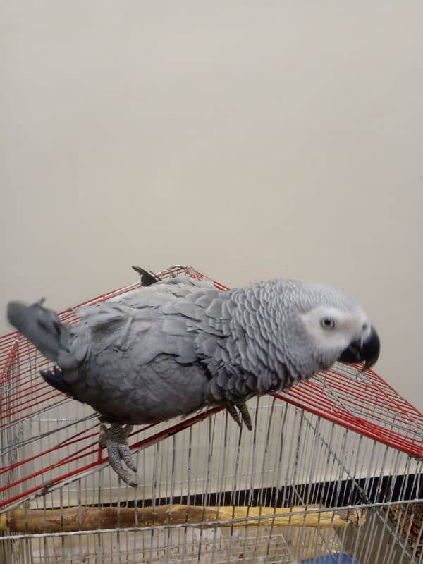 African Gray parrot 2