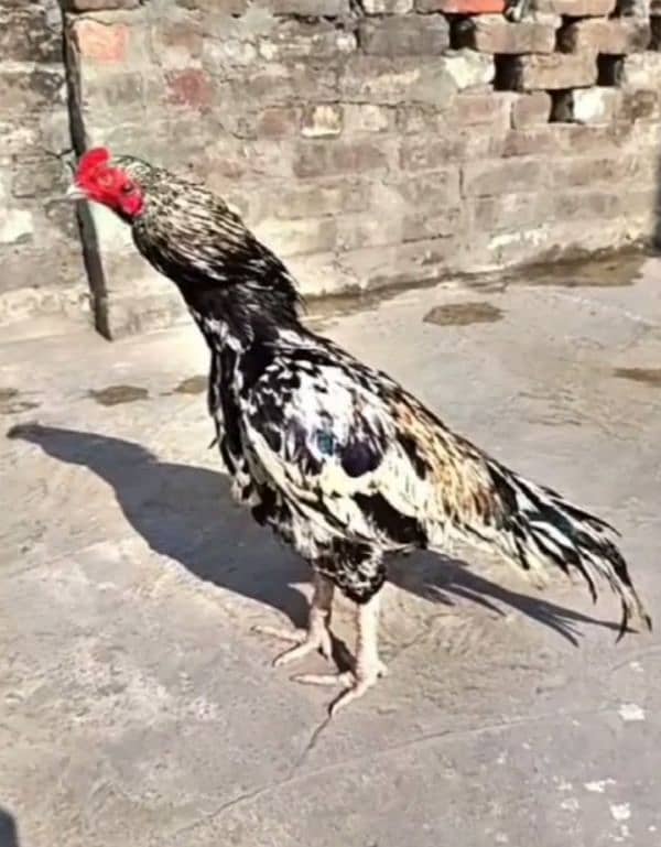 Marathi Blood murgh for sale 0