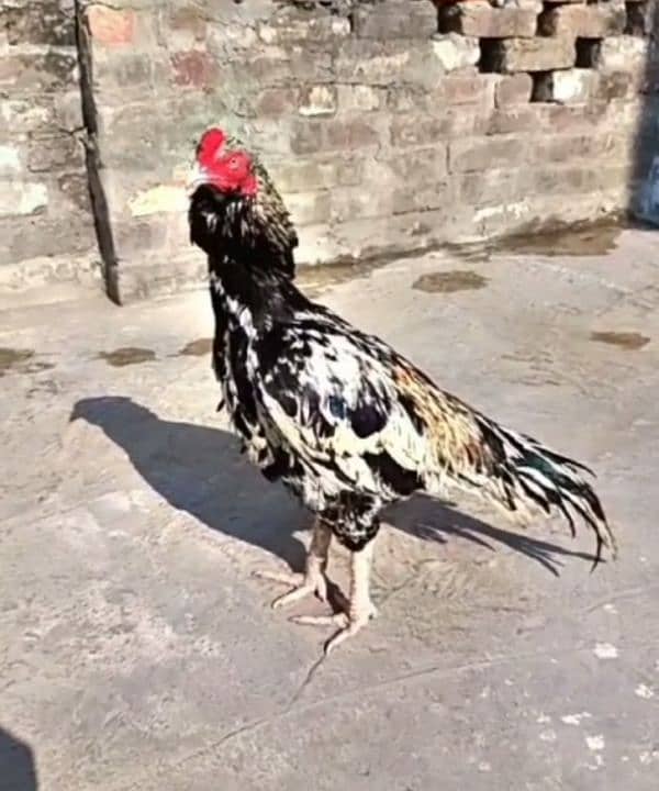 Marathi Blood murgh for sale 3