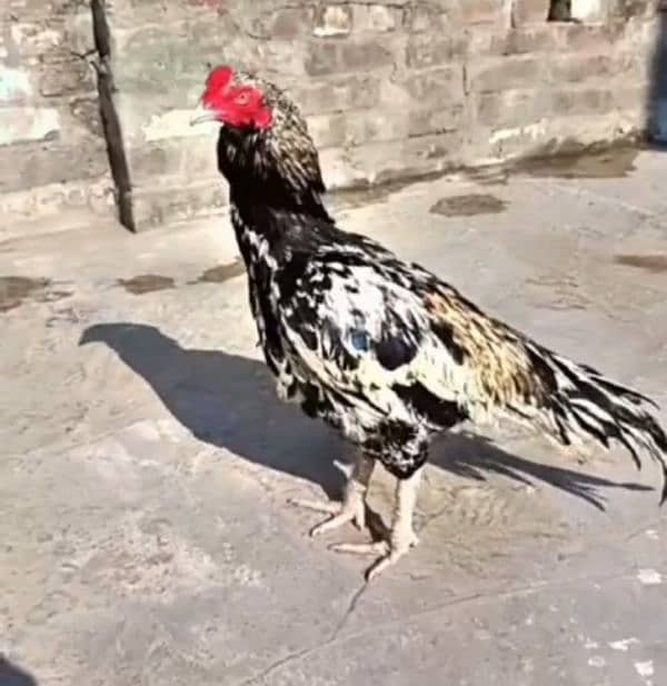 Marathi Blood murgh for sale 4