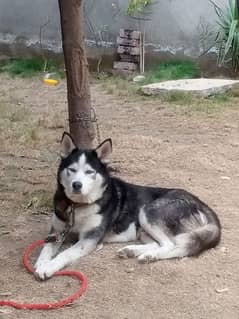 Siberian husky