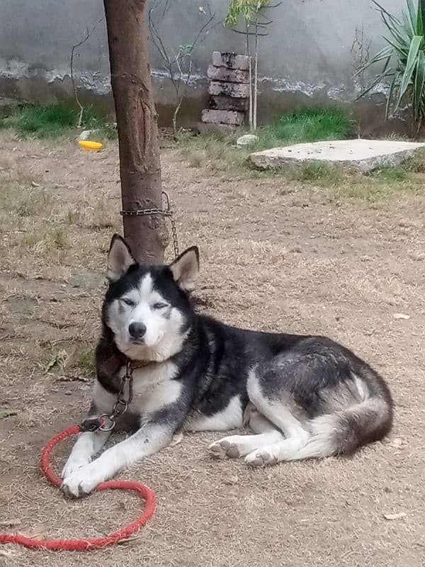 Siberian husky 0