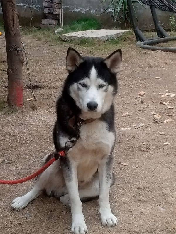 Siberian husky 3