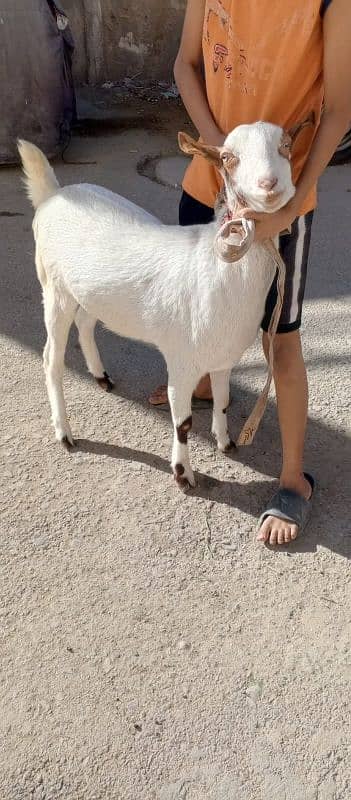 All Goats Setup for Sale 1