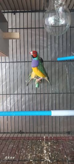 gouldian breeder pair healthy active