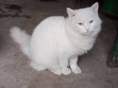 Female Persian cat available