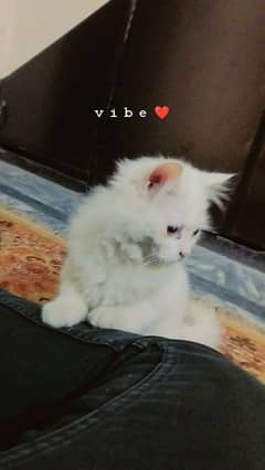 Persian Kitten Triple Coated Semi Punch Face