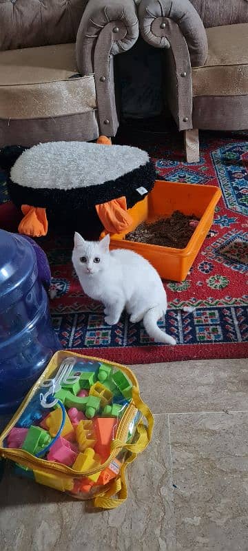 persian cats up for sale 1