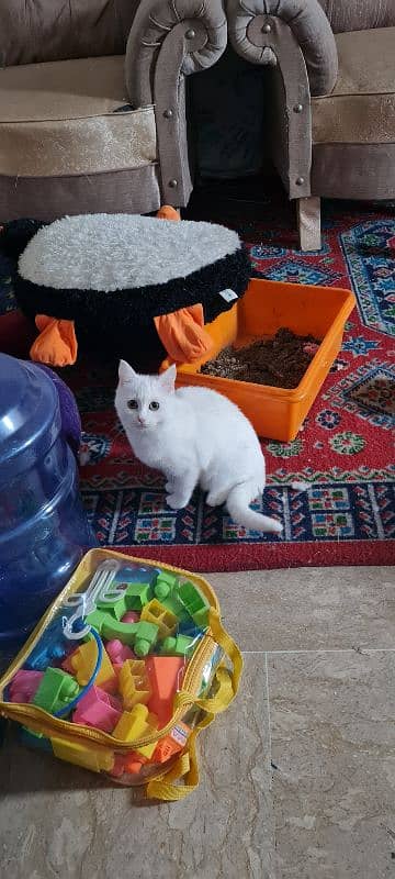 persian cats up for sale 2