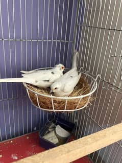 Doves Available Red Pied, blue Pied & Diamond Pied