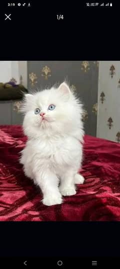 Persian kittens triple coat pair for sale contact whatsap 03292450894