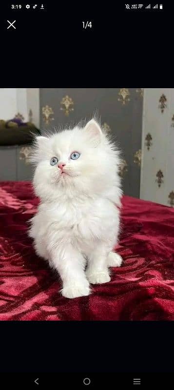 Persian kittens triple coat pair for sale contact whatsap 03292450894 0