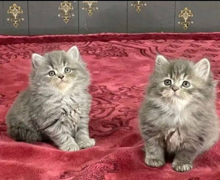 Persian kittens triple coat pair for sale contact whatsap 03292450894 2