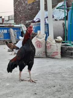 Heera Aseel /Aseel / pure aseel /high quality/ Assel Hens Foe Sale