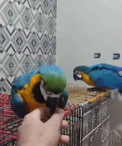 macaw parrot blue and gold O3O4 _O79_O437 my WhatsApp n