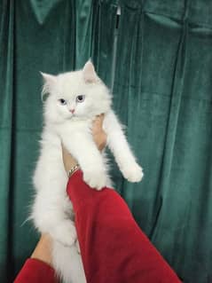 Persian triple coated kitten