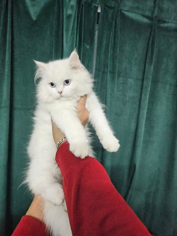 Persian triple coated kitten 0