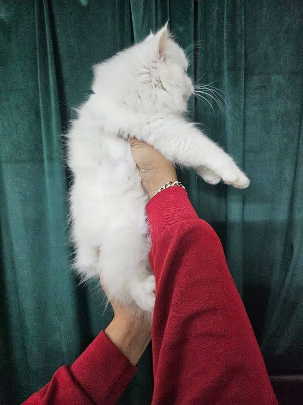 Persian triple coated kitten 4