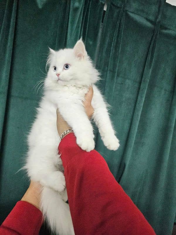 Persian triple coated kitten 6