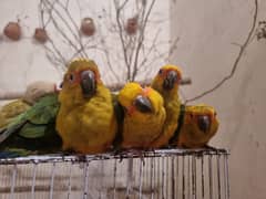 high quality and sized sun conures chicks/self