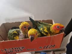 high quality and sized sun silly tameconures chicks/self