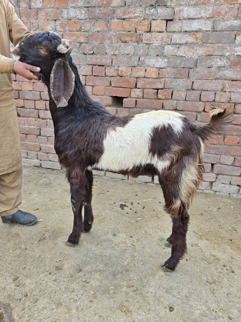 qurbani goat | Goat | bakra | teddy goat | desi bakra | bakry | بکرا 0