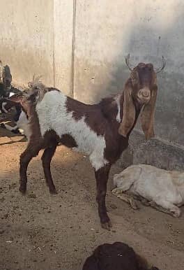 qurbani goat | Goat | bakra | teddy goat | desi bakra | bakry | بکرا 1