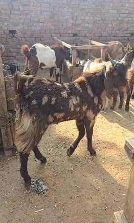 qurbani goat | Goat | bakra | teddy goat | desi bakra | bakry | بکرا 2