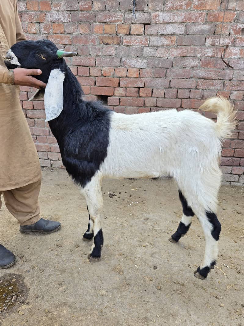 qurbani goat | Goat | bakra | teddy goat | desi bakra | bakry | بکرا 3