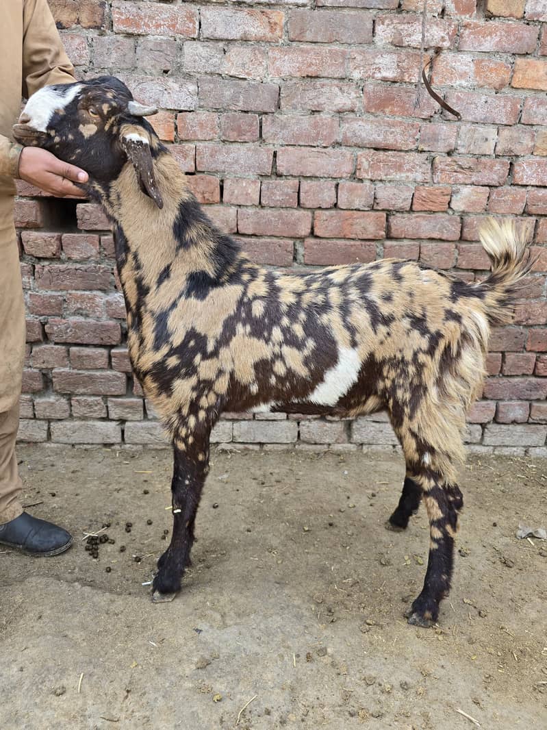 qurbani goat | Goat | bakra | teddy goat | desi bakra | bakry | بکرا 5