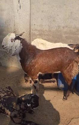 qurbani goat | Goat | bakra | teddy goat | desi bakra | bakry | بکرا 9