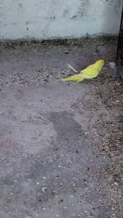 yellow ringneck