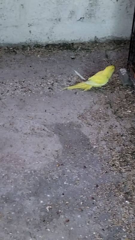 yellow ringneck 0