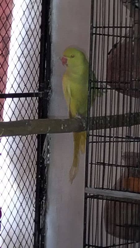 yellow ringneck 1