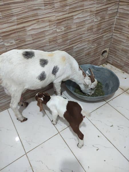 teddy goat with 1 day baby 0