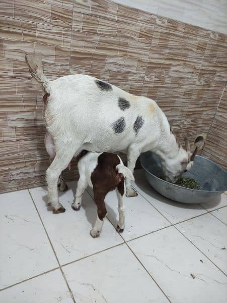 teddy goat with 1 day baby 1