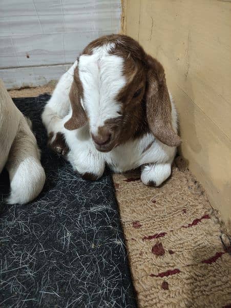 teddy goat with 1 day baby 3