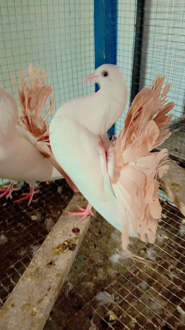 Golden Hen , White Frill Back Pigeon, Yellow Tail & Rainbow Bajri. 1