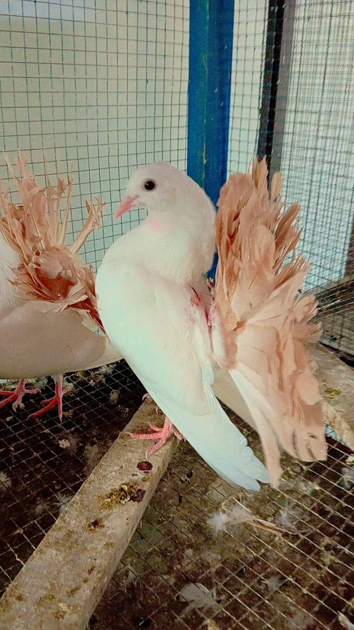 Golden Hen , White Frill Back Pigeon, Yellow Tail & Rainbow Bajri. 0