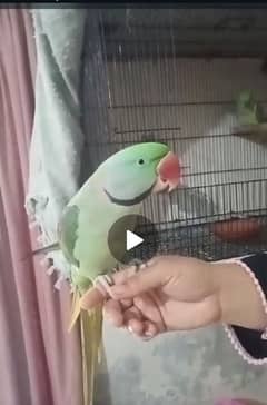 raw parrot