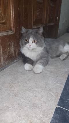 Persian grey male cat age 1years 6month