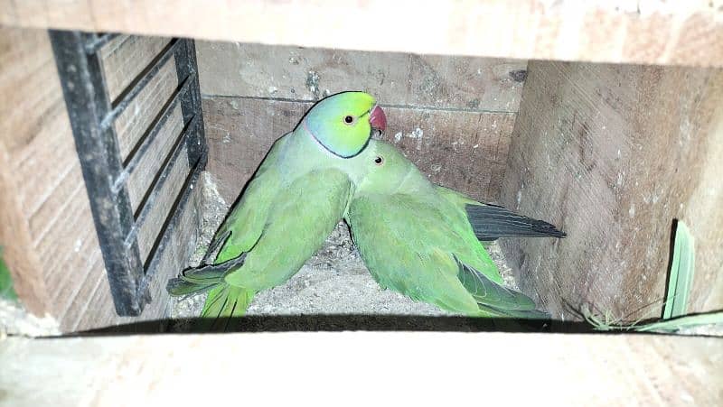 yellow ringneck 3