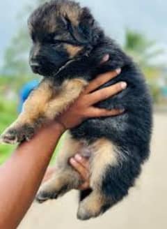 German shepherd