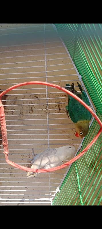 love bird breeder pair parblue male and albino split blue female 0